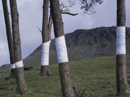 Tree, Line.